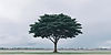 TreeBG-05.jpg
