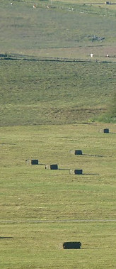 Pré de bottes de foin