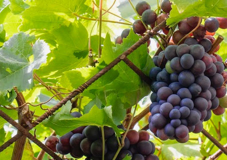 Sunday Worship Bulletin, April 28 2024