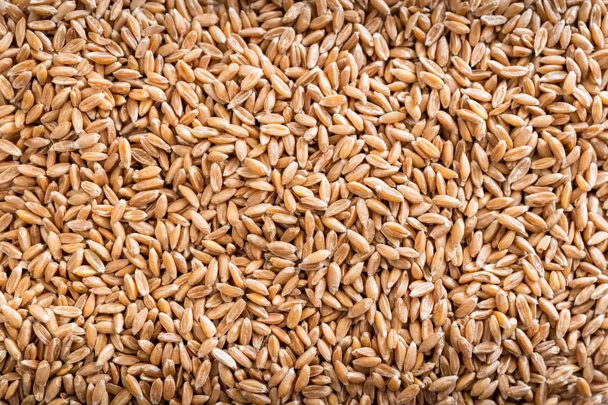 Organically grown Emmer Grain