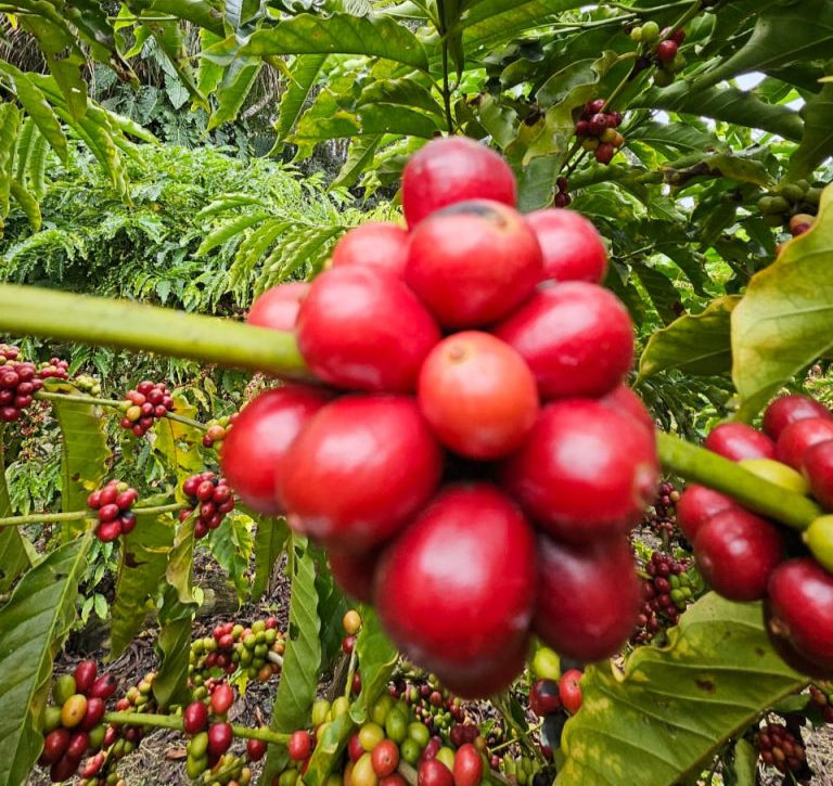 Prefeitura reforça apoio aos produtores e garante escoamento da produção de café no município
