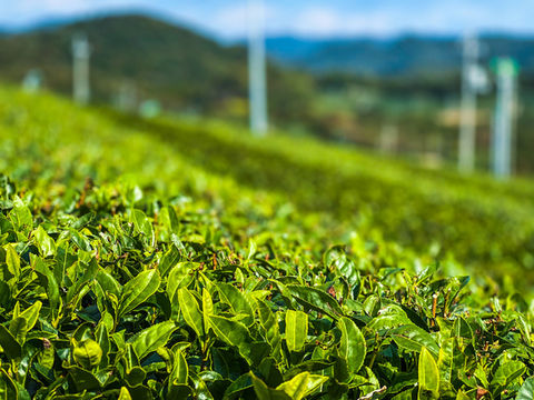 Fujigochi Tea Plantation, the largest tea farm in Western Japan. 藤河内茶園, 山口茶, 小野茶, Ono tea, Ube Yamaguchi Japan