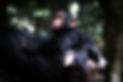 Baby Chimp and mother, Kibale