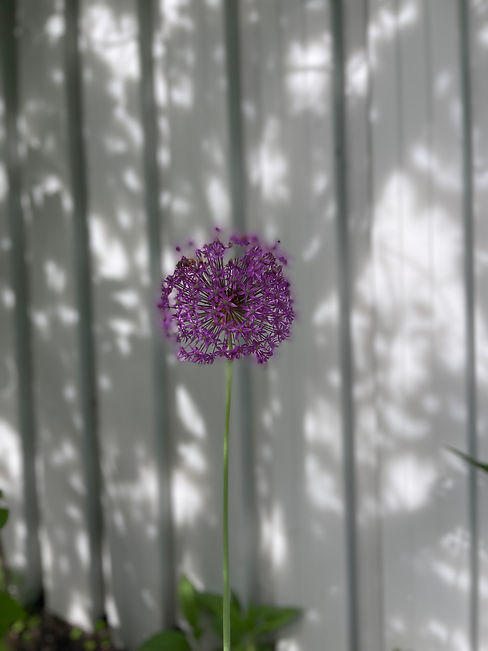 IMG_5185.jpeg