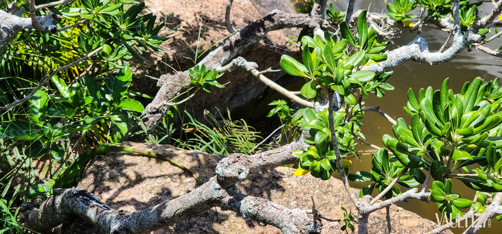 Lizard camouflaged among branches and green leaves.