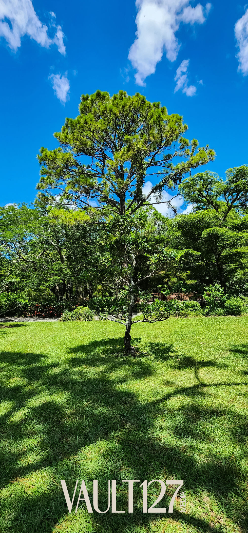 Tree in a sunny, green park setting.
