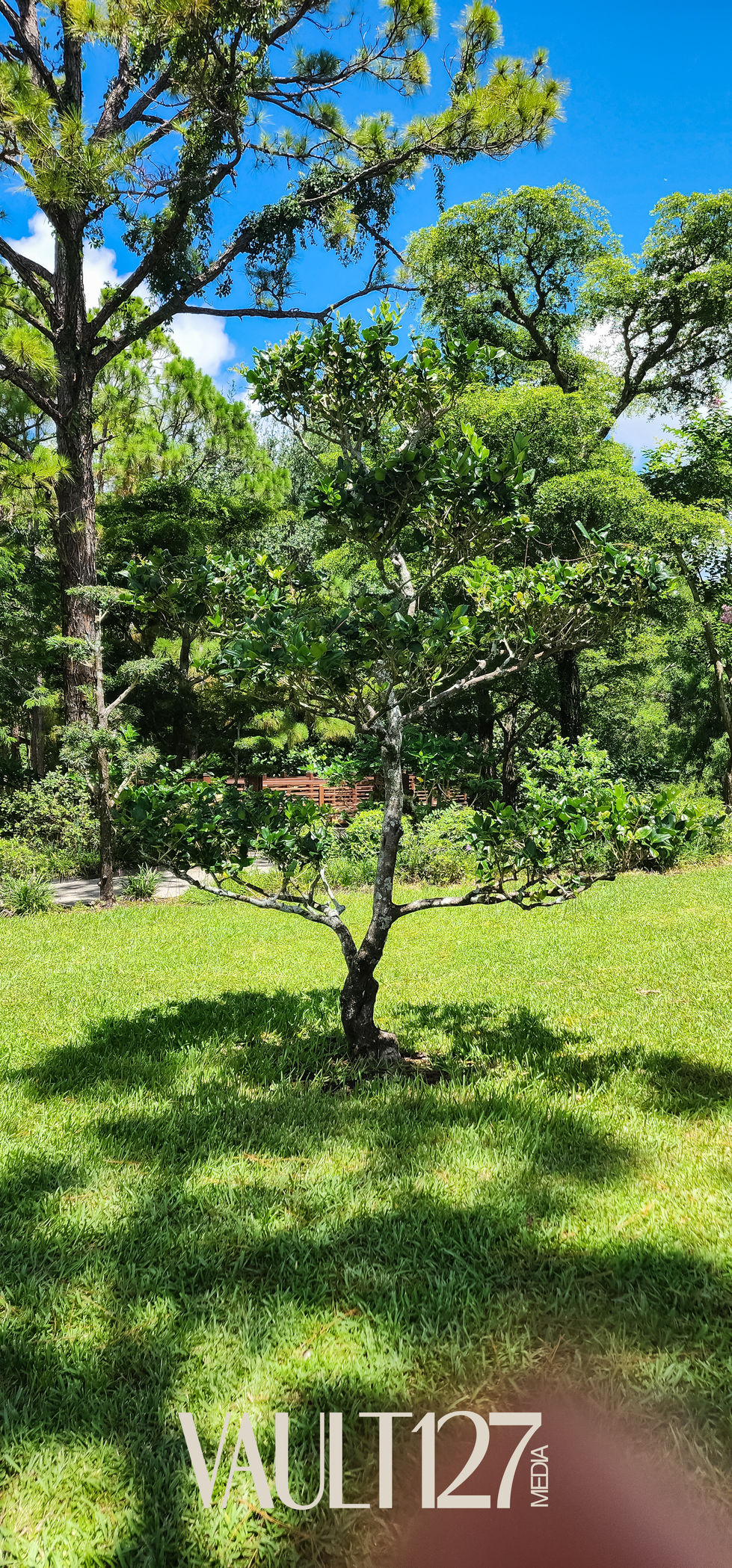 Tree in a sunny, green garden setting.