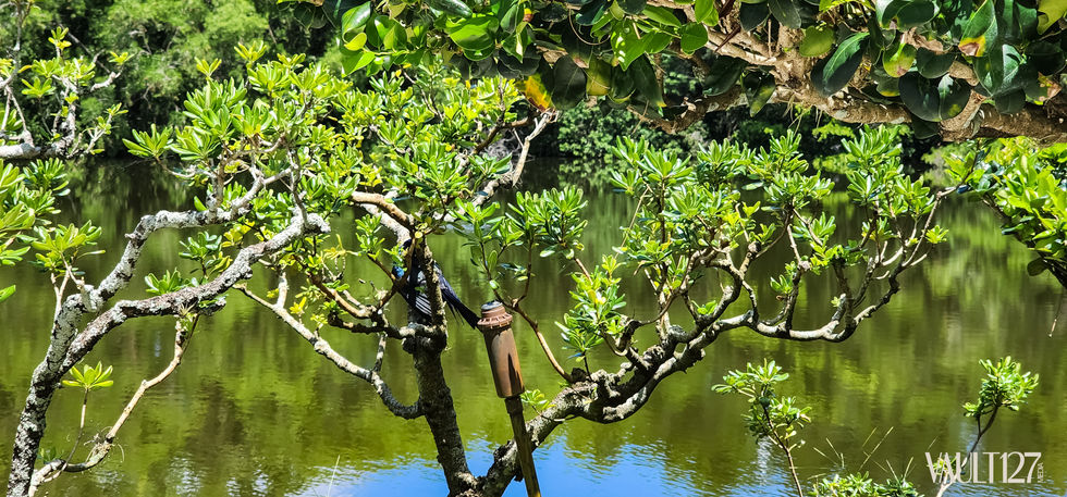 Tree branches over a reflective water surface.