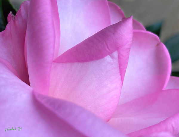 Camellia in Feb 0395.jpg