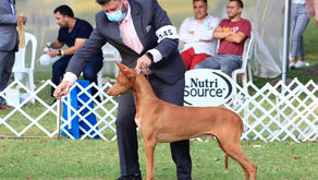 ACANGUA llevó a cabo la primera Exposición Internacional Canófila de Apertura 2023 en Guatemala