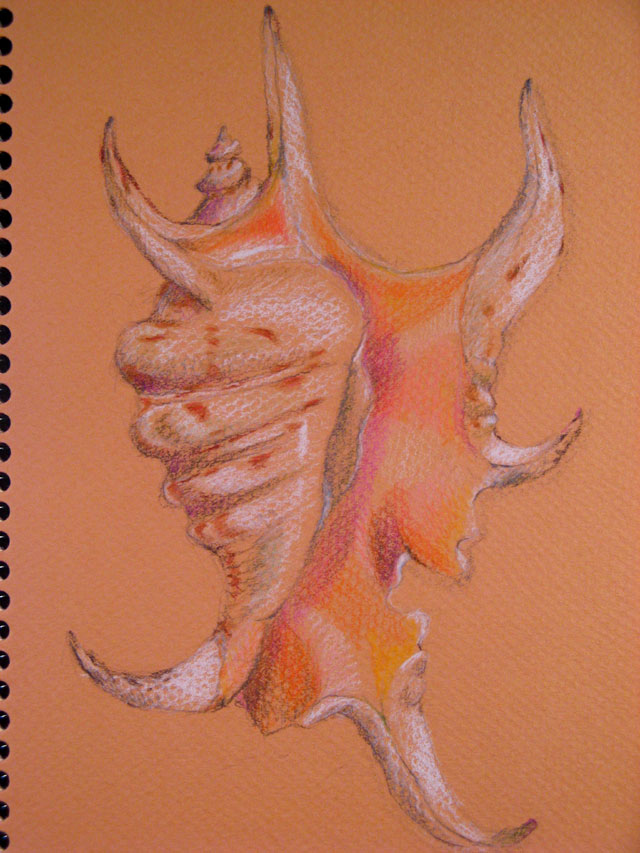 scorpion-shell-colored pencil
