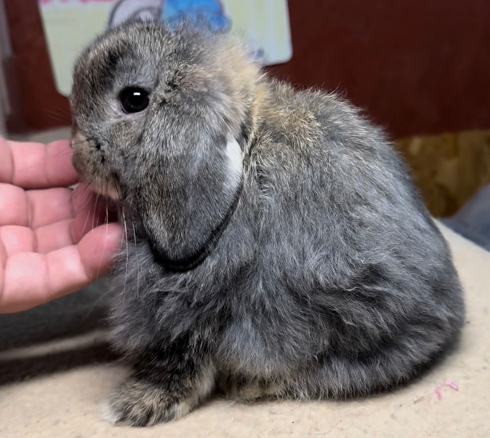 Mountain Brook 125G2