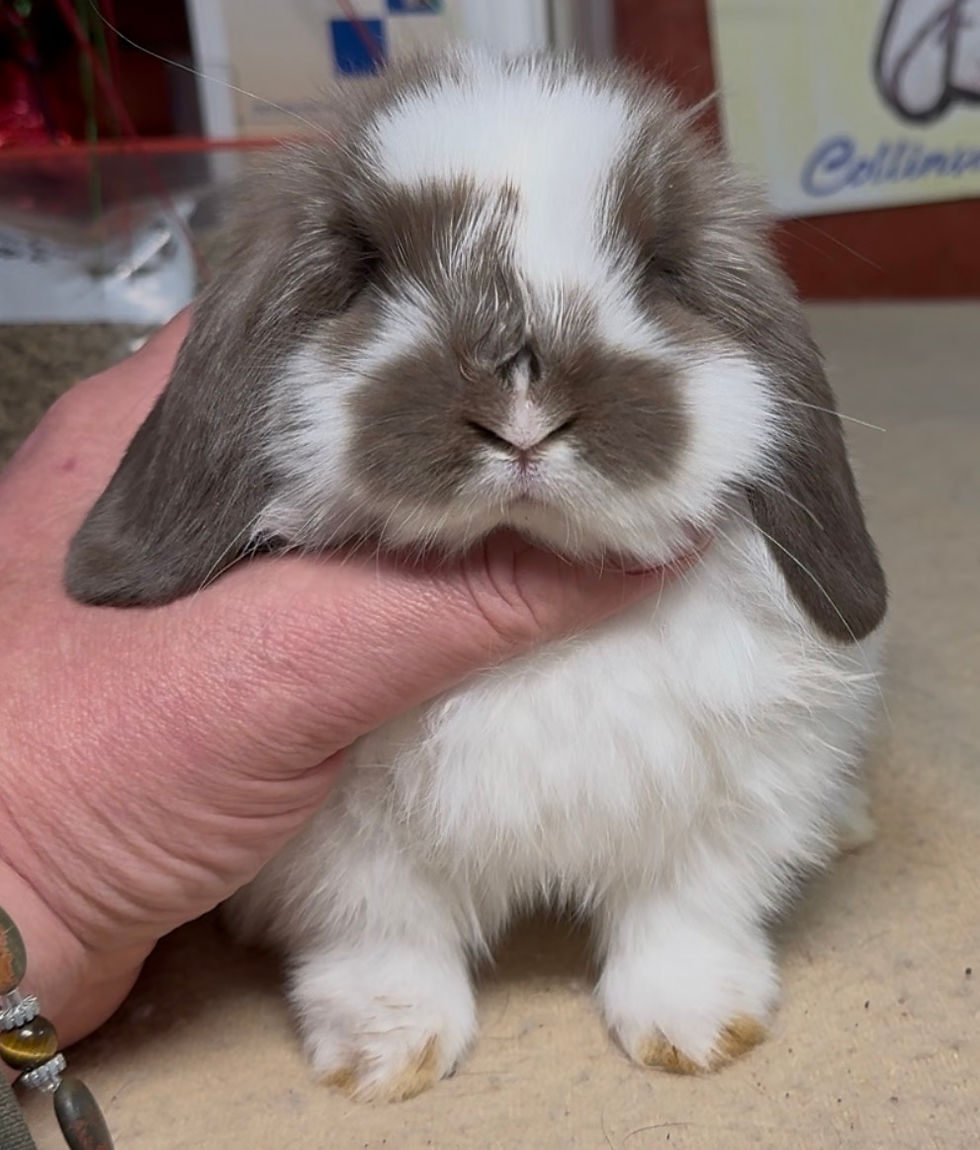 Mountain Brook 125DL1