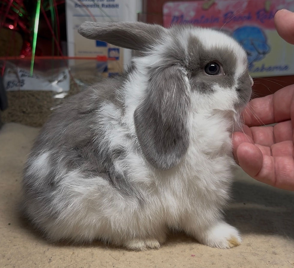 Mountain Brook 125DL3