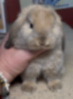 Mountain Brook 26DL2