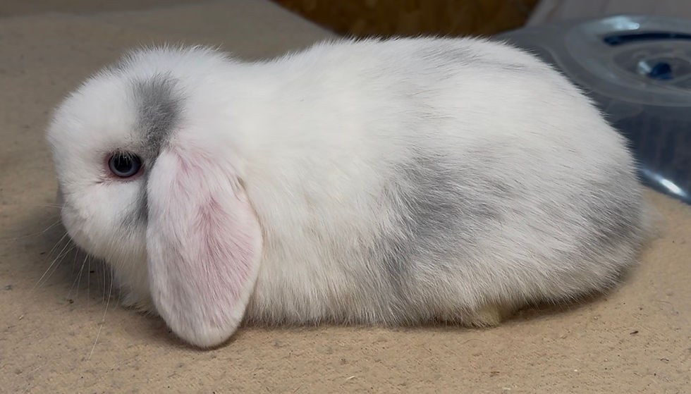 Mountain Brook Toy Soldier