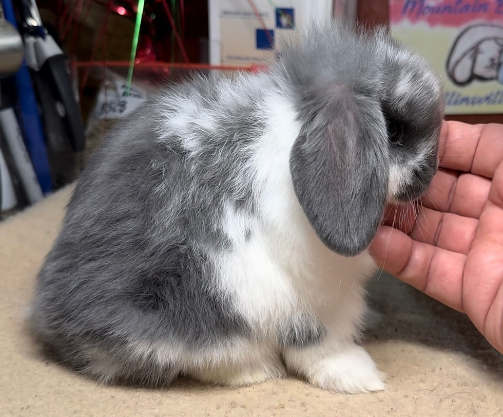 Mountain Brook 125G3