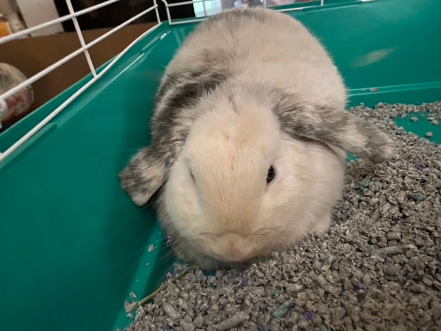 Japanese, Magpie & Tri | mountain-brook-farm