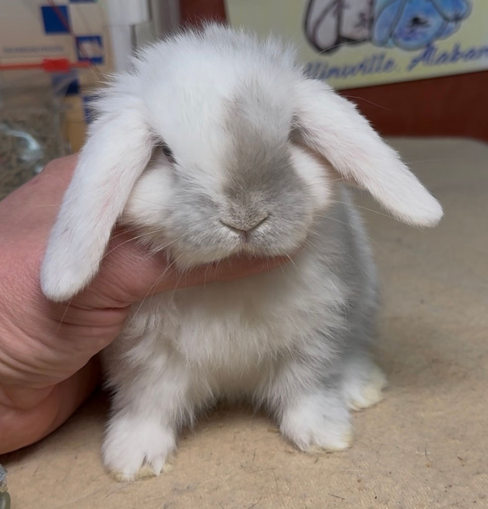 Mountain Brook 125C4