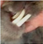 Rabbits Malocclusion Teeth