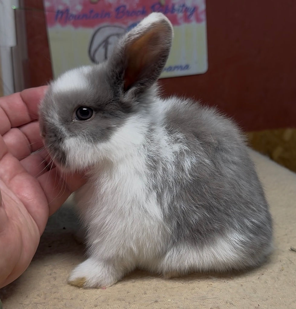 Mountain Brook 125DL4