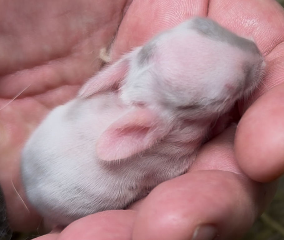 Mountain Brook 125C4