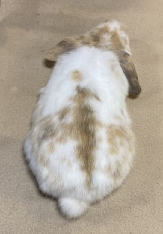 Japanese, Magpie & Tri | mountain-brook-farm