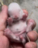 Mountain Brook 46CE2