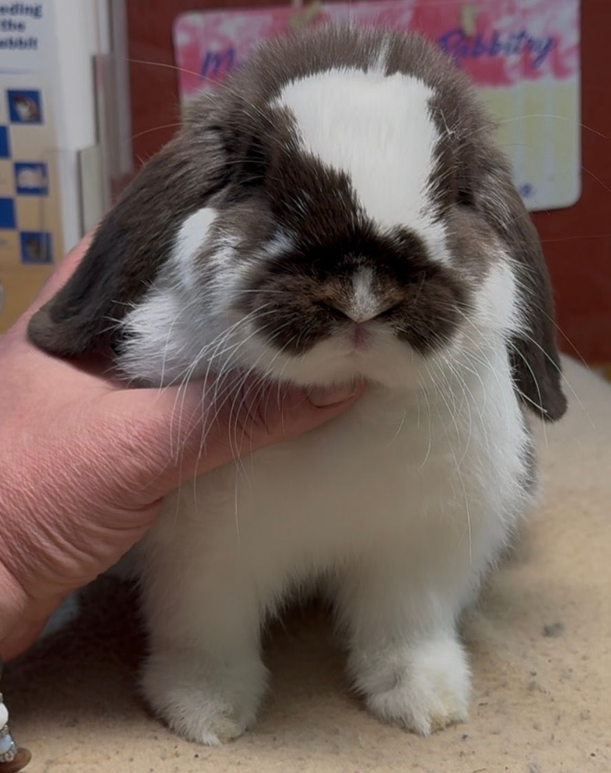 Mountain Brook Hot Mess