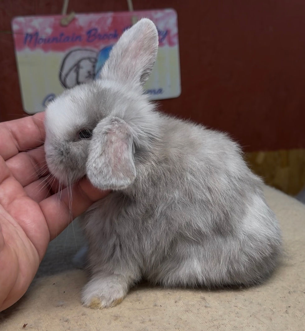 Mountain Brook 125C3