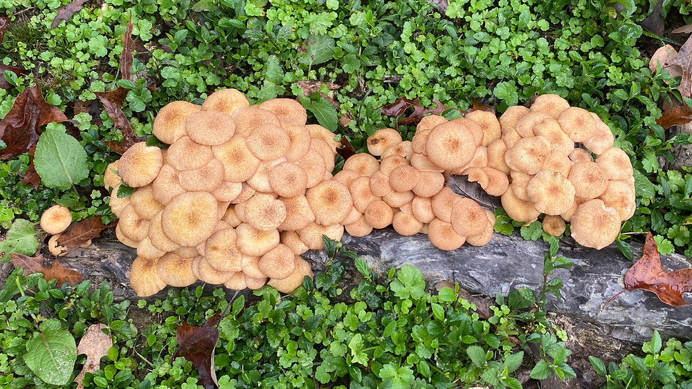 “Ringless Honey Mushroom” - Armillaria Tabescens.