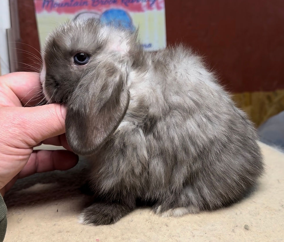 Mountain Brook 115K1