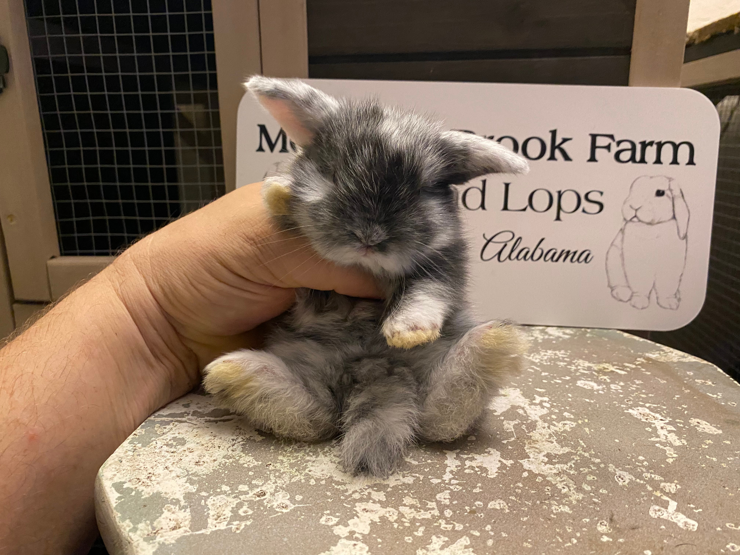 Japanese, Magpie & Tri | mountain-brook-farm