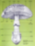 Mushroom Anatomy