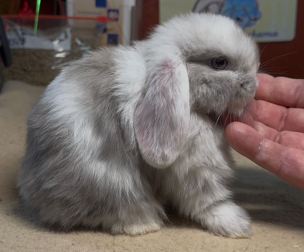 Mountain Brook 125C1