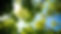 tree canopy 3.jpg