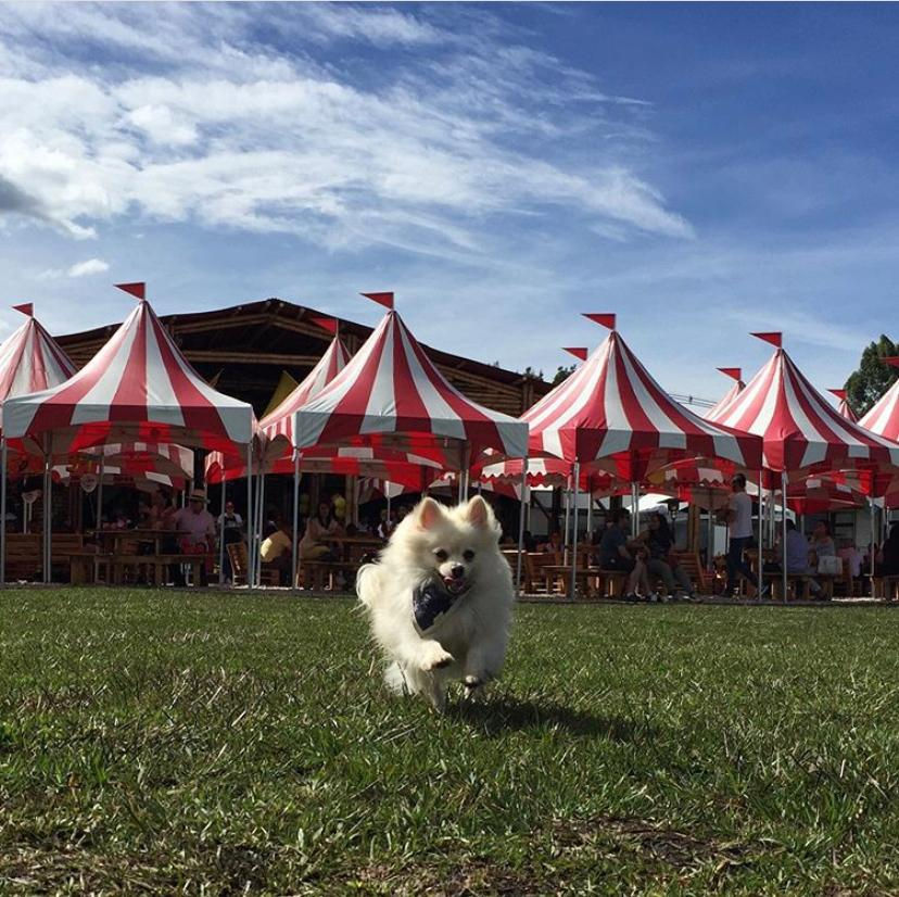 ROCCO RECOMIENDA