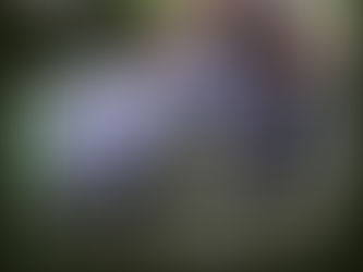 SMALL THINGS MATTER : Safeguarding a forest through Ants