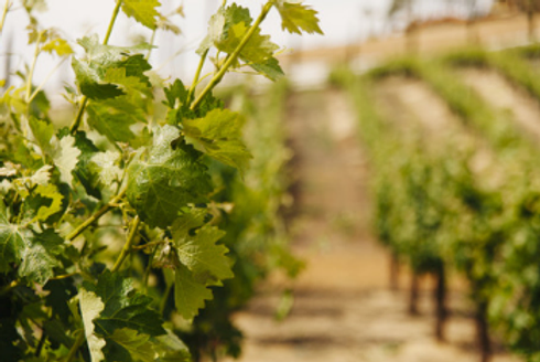 Victorian residents are using Snap Send Solve to protect the Australian wine industry.