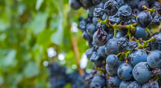 Grapes from Victorian vineyard reported via Snap Send Solve.