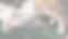 Dog & Cat Pals_edited.png