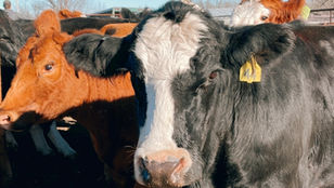 Market Report 07/10/2023