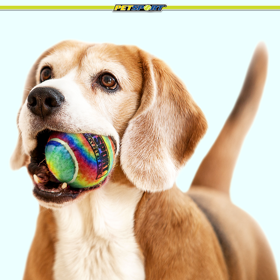 Thumbnail: Playful beagle dog holds rainbow ball, PET-BIT, in its mouth.