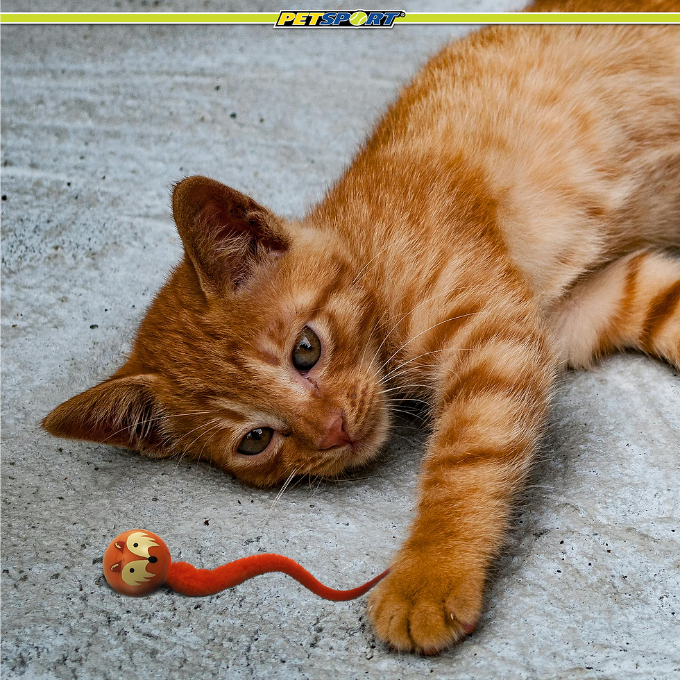 Thumbnail: Orange tabby kitten lying on concrete, looking at small red toy.