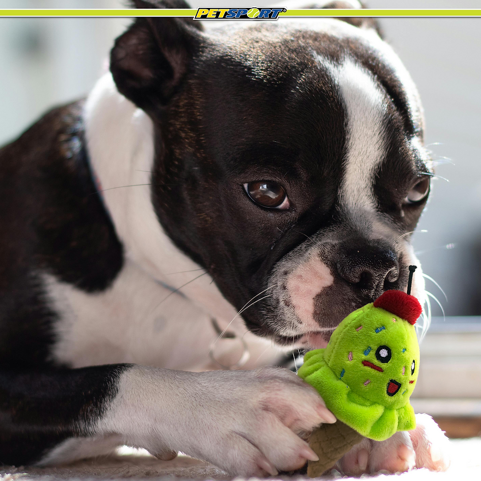 Thumbnail: Boston Terrier dog chewing green ice cream cone shaped pet toy.
