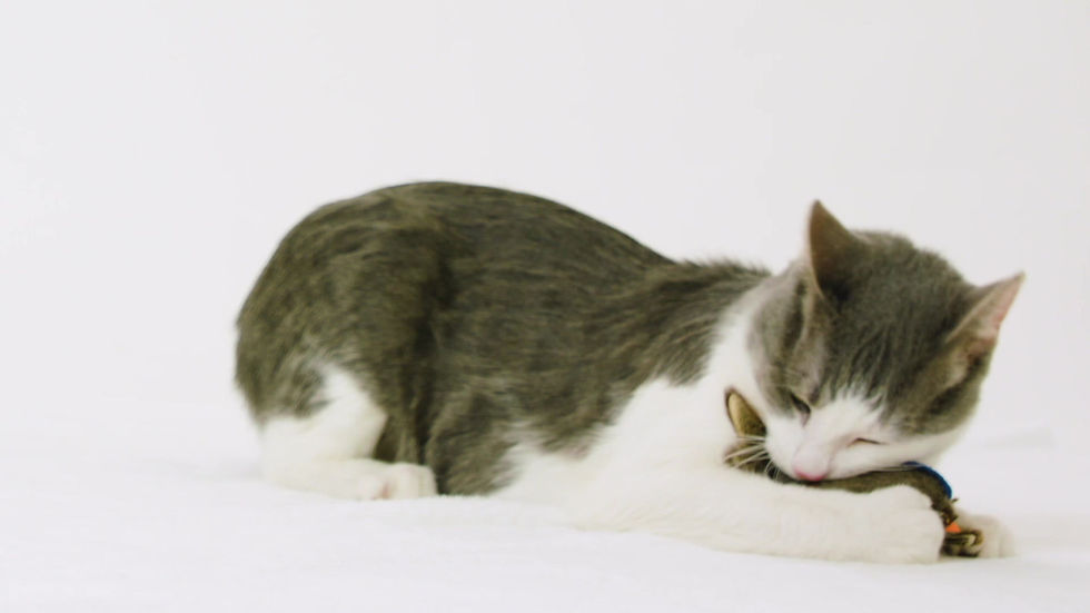 Thumbnail: 70134 Catnip Crickets Assorted