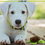 Thumbnail: White puppy wearing a green collar with PET logo, beside turtle toy.