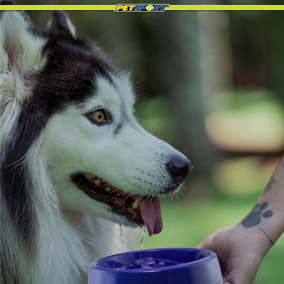 Thumbnail: Black and white Husky dog drinking water from blue bowl outdoors.