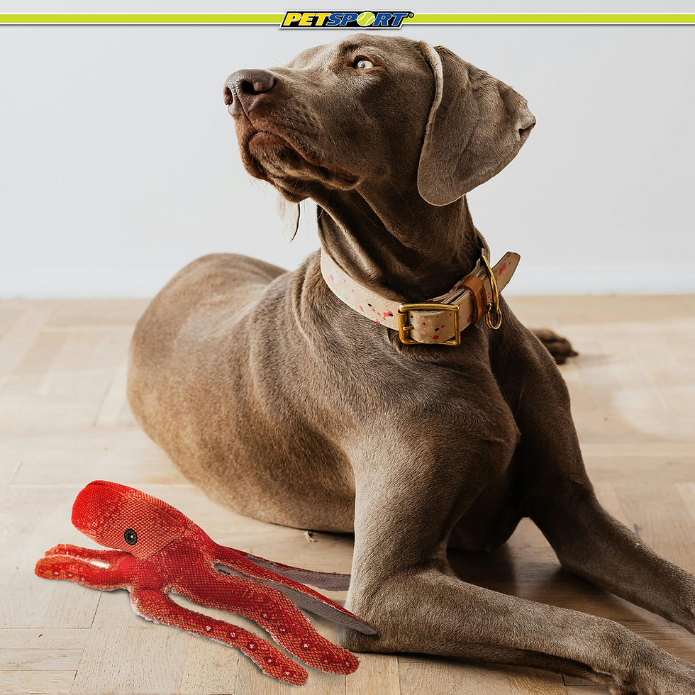 Thumbnail: Weimaraner dog, PETRIOT logo, lying next to red octopus toy.