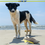 Thumbnail: Black and white dog on beach with fish toy, PETNUT logo.